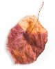 small_leaf_01 https://www.hitchedonthetaylor.com/wp-content/uploads/2020/11/small_leaf_01.png