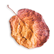 small_leaf_02 https://www.hitchedonthetaylor.com/wp-content/uploads/2020/11/small_leaf_02.png