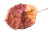 small_leaf_03 https://www.hitchedonthetaylor.com/wp-content/uploads/2020/11/small_leaf_03.png