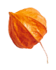 small_leaf_04 https://www.hitchedonthetaylor.com/wp-content/uploads/2020/11/small_leaf_04.png