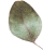 https://www.hitchedonthetaylor.com/wp-content/uploads/2020/12/separate_leaf.png