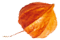 https://www.hitchedonthetaylor.com/wp-content/uploads/2020/12/small_leaf_05.png